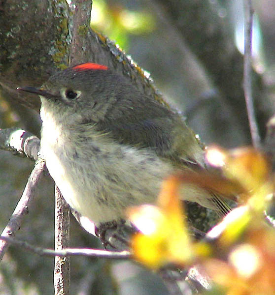  Ruby-crowned kinglet (male)